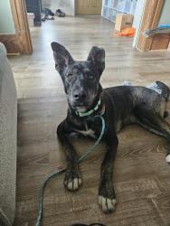 Found/Stray Male Dog last seen Romanowski Park, Detroit, MI 48210