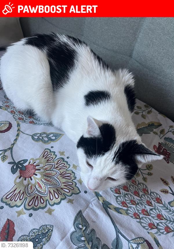 Lost Male Cat last seen Abony Road, Greater London, England 