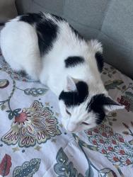 Lost Male Cat last seen Abony Road, Greater London, England 