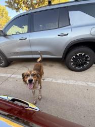 Found/Stray Unknown Dog last seen The Hub, Fort Smith, AR 72916