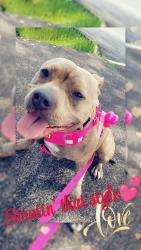 Reunited Female Dog last seen Grandview off leash dog park, SeaTac, WA 98198