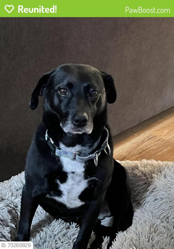 Reunited Female Dog last seen Constituon park housing, Lake Stevens, WA 98258