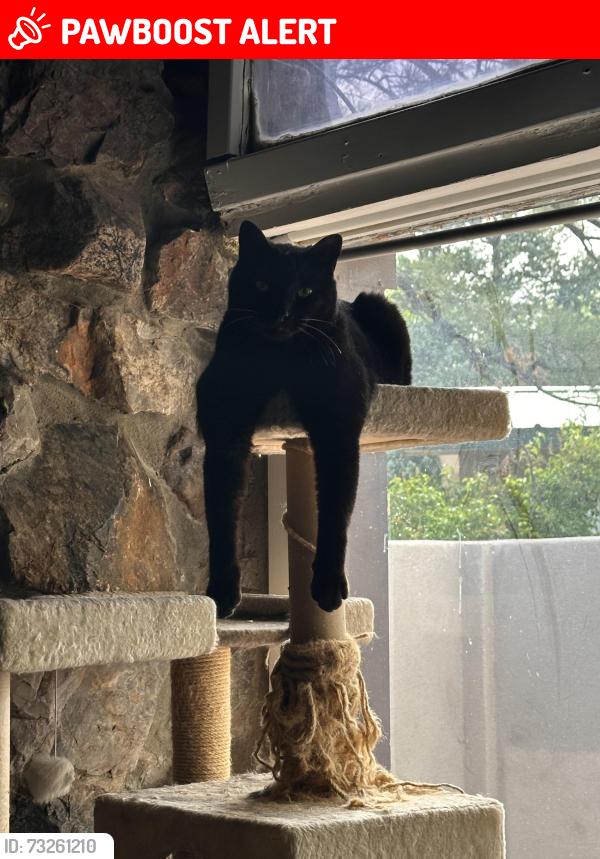 Lost Male Cat last seen Golf Course and Paradise, Los Ranchos de Albuquerque, NM 87114