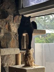 Lost Male Cat last seen Golf Course and Paradise, Los Ranchos de Albuquerque, NM 87114