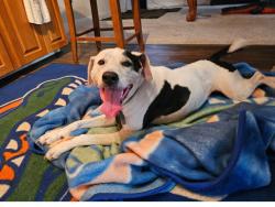Reunited Female Dog last seen Balm Riverview RD across from Riverview High School probably went South, Riverview, FL 33569