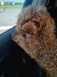 Reunited Male Dog last seen Fairland Rd and Center Street, Clinton, OH 44216