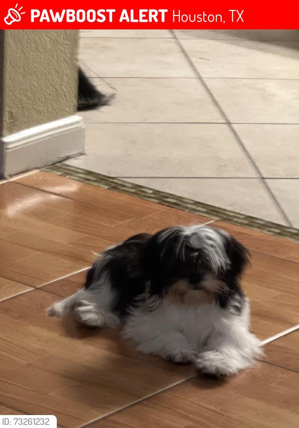 Lost Male Dog last seen Near n vista Houston tx 77073, Houston, TX 77073