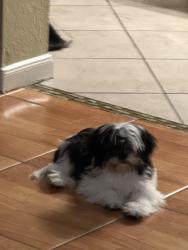 Lost Male Dog last seen Near n vista Houston tx 77073, Houston, TX 77073