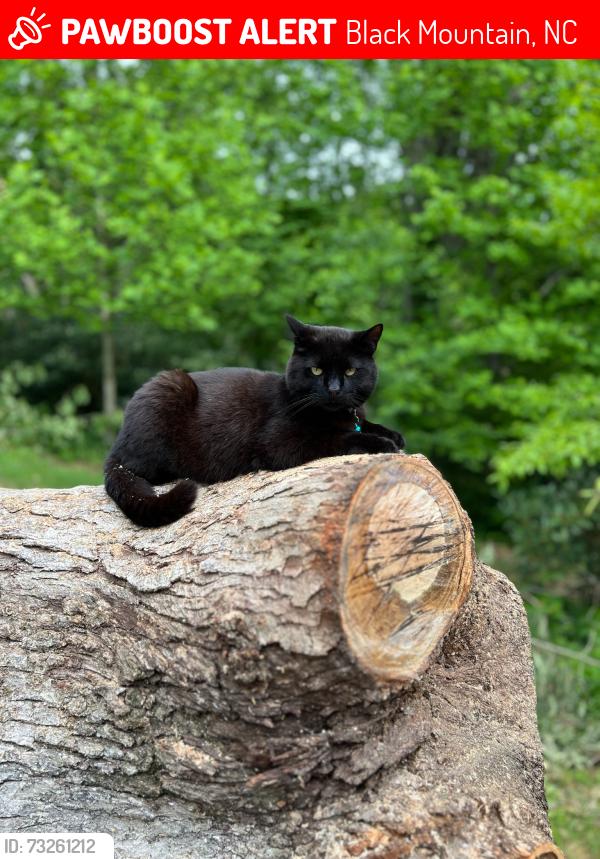 Lost Male Cat last seen Sunrise Terrace, Mountain View Avenue, Penelope St, Black Mountain, NC 28711