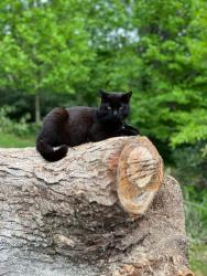 Lost Male Cat last seen Sunrise Terrace, Mountain View Avenue, Penelope St, Black Mountain, NC 28711