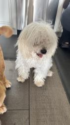 Found/Stray Male Dog last seen Bent Pine Dr in Lee Vista, Orlando, FL 32822