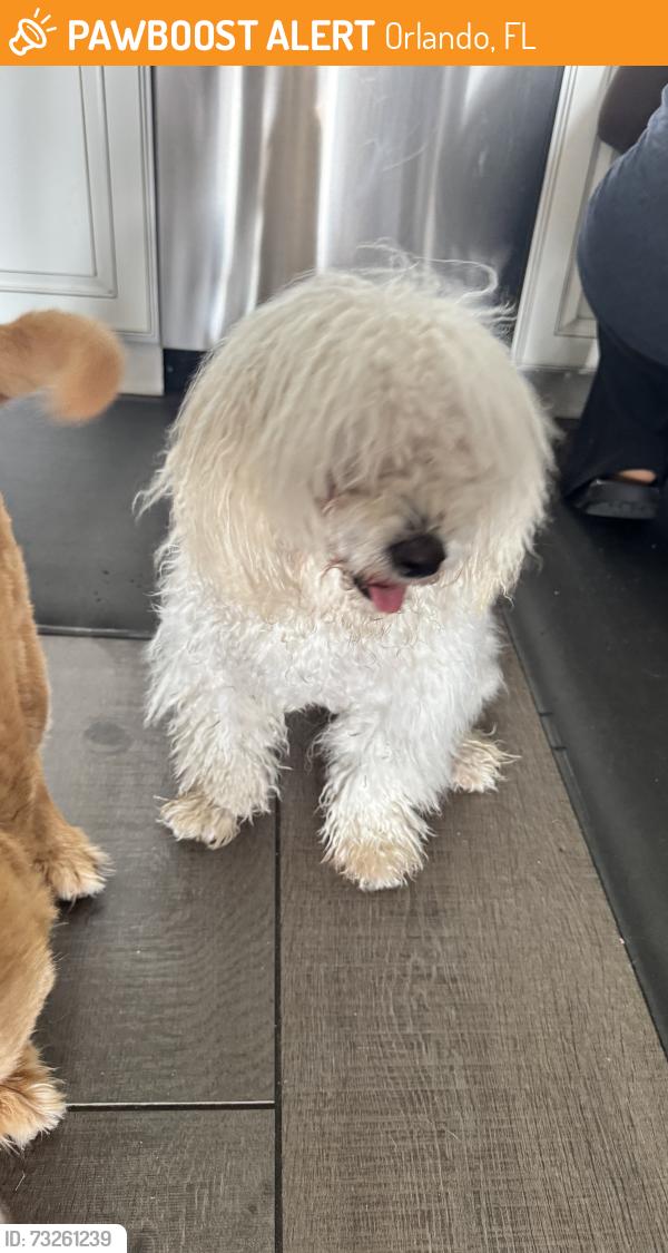 Found/Stray Male Dog last seen Bent Pine Dr in Lee Vista, Orlando, FL 32822