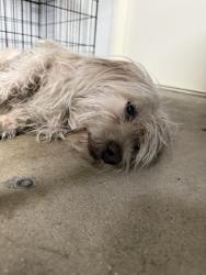 Found/Stray Male Dog last seen Near lejeune and 46th st, Miami, FL 33142