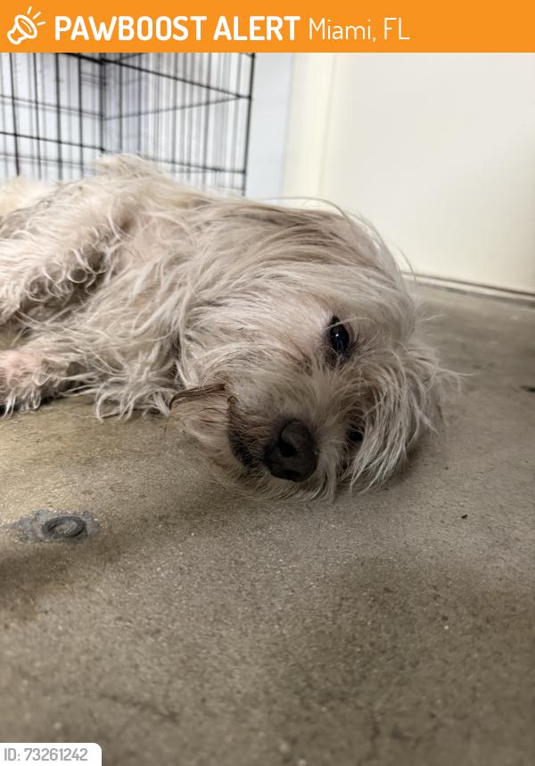 Found/Stray Male Dog last seen Near lejeune and 46th st, Miami, FL 33142