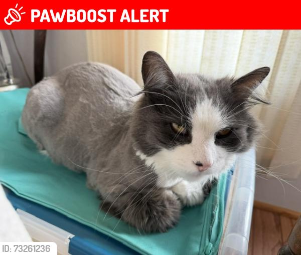 Lost Male Cat last seen Near Admirals Trail, The Blue Mountains, ON N0H 2P0
