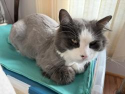 Lost Male Cat last seen Near Admirals Trail, The Blue Mountains, ON N0H 2P0