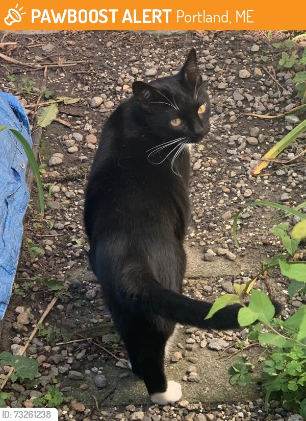 Found/Stray Unknown Cat last seen Madison Street, Portland, ME 04101