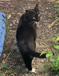 Found/Stray Unknown Cat last seen Madison Street, Portland, ME 04101