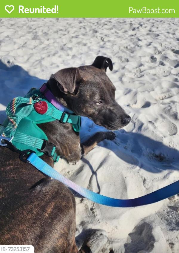 Reunited Female Dog last seen Hickory Street and Gay Ave Callaway FL, Panama City, FL 32404