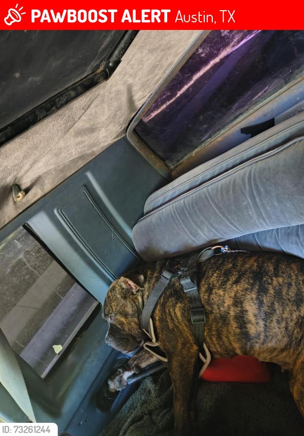Lost Female Dog last seen 3rd and comal street Austin tx 78702, Austin, TX 78702