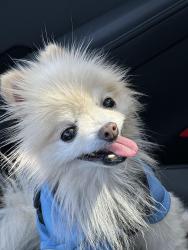 Lost Male Dog last seen Shreveport family dental, Shreveport, LA 71118