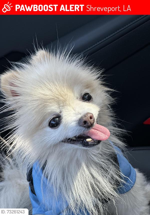 Lost Male Dog last seen Shreveport family dental, Shreveport, LA 71118