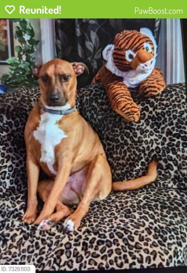 Reunited Male Dog last seen Buckman Rd and Ridge Road, Rochester, NY 14615
