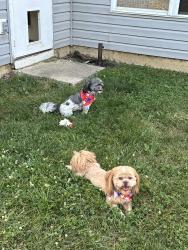 Lost Male Dog last seen Dollar Hide and Old Mill Drive, Indianapolis, IN 46221