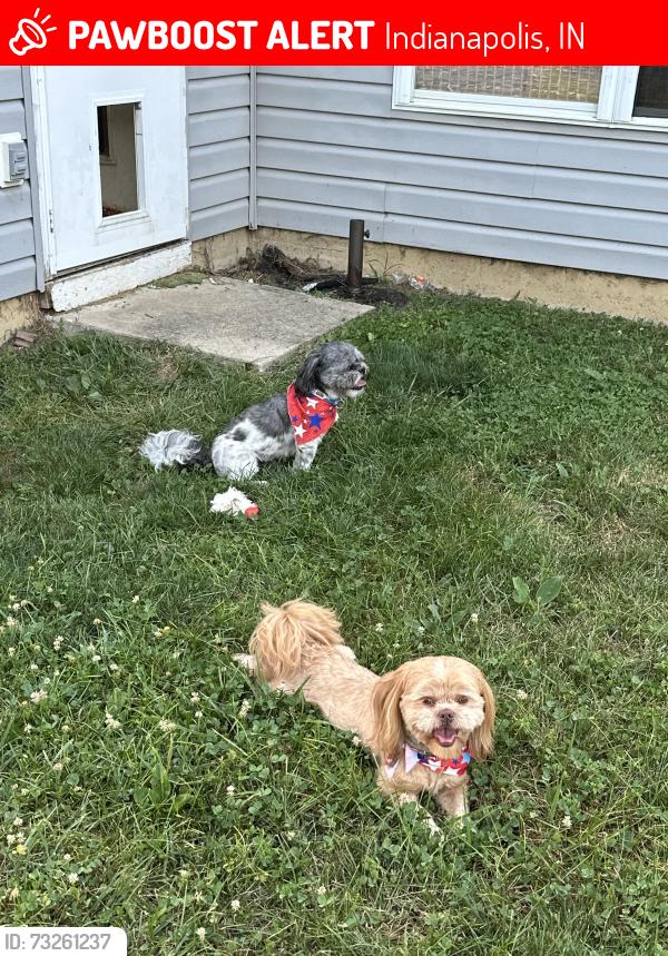 Lost Male Dog last seen Dollar Hide and Old Mill Drive, Indianapolis, IN 46221