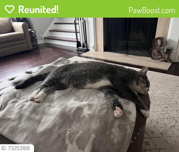 Reunited Male Cat last seen Church street and Jefferson street Harvard il, Harvard, IL 60033