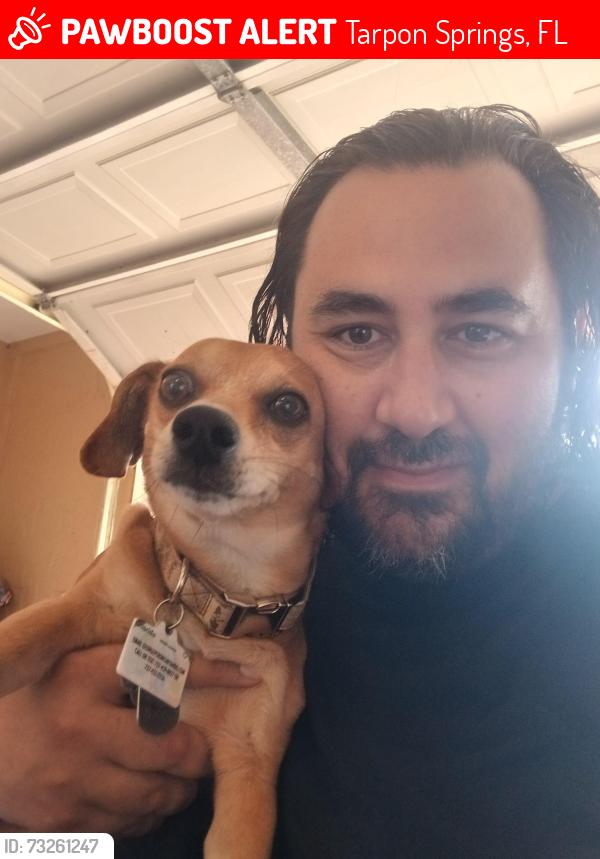 Lost Male Dog last seen Florida Ave and castleworks lane, Tarpon Springs, FL 34689