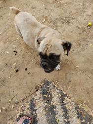 Found/Stray Female Dog last seen Highland Ave next to the 711, San Bernardino, CA 92405