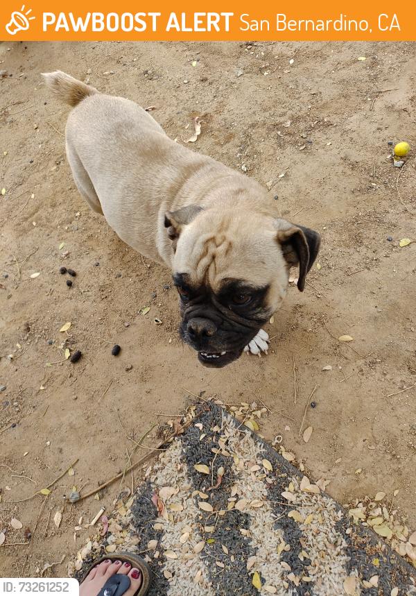 Found/Stray Female Dog last seen Highland Ave next to the 711, San Bernardino, CA 92405