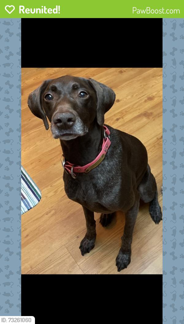 Reunited Female Dog last seen Willow oak & 26th, Edgewater, FL 32141