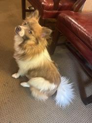 Reunited Female Dog last seen 13th and Kealing Ave., Indianapolis, IN 46201