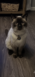 Lost Male Cat last seen Goddard memorial Drive,Betrice and Ledgecrest dr by the Worcester airport, Worcester, MA 01603