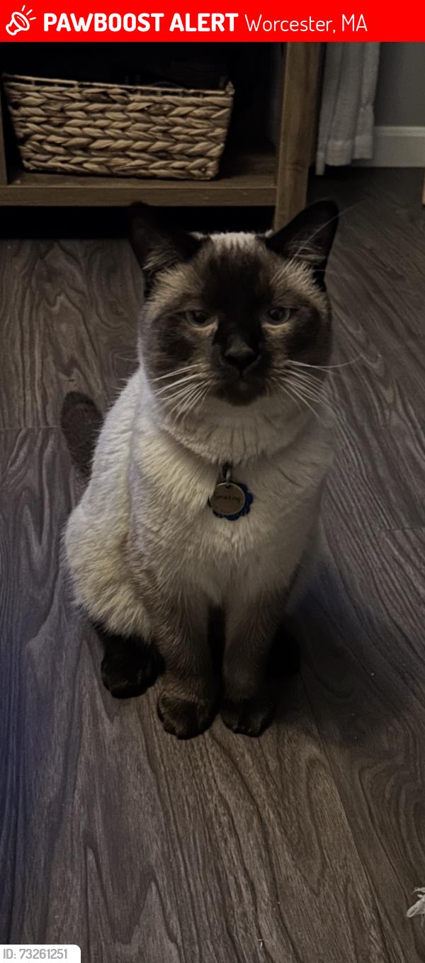 Lost Male Cat last seen Goddard memorial Drive,Betrice and Ledgecrest dr by the Worcester airport, Worcester, MA 01603