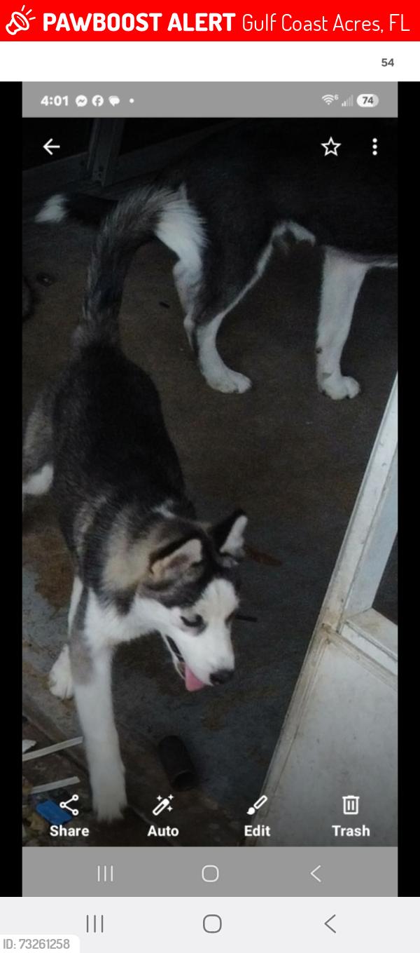 Lost Female Dog last seen Us19, Gulf Coast Acres, FL 34667