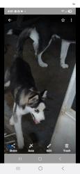 Lost Female Dog last seen Us19, Gulf Coast Acres, FL 34667