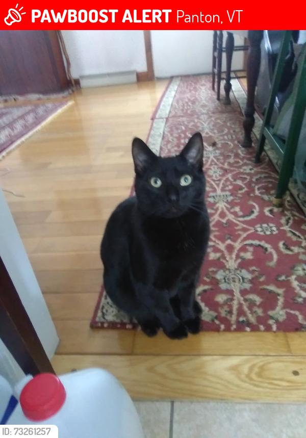 Lost Male Cat last seen Panton Road and Stove Pipe City Road, Panton, VT 05491