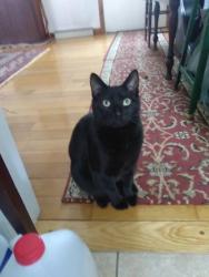 Lost Male Cat last seen Panton Road and Stove Pipe City Road, Panton, VT 05491