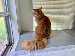Found/Stray Unknown Cat last seen Near dumpsters at Augusta Road Apartments (no pets allowed there), Greenville, SC 29605