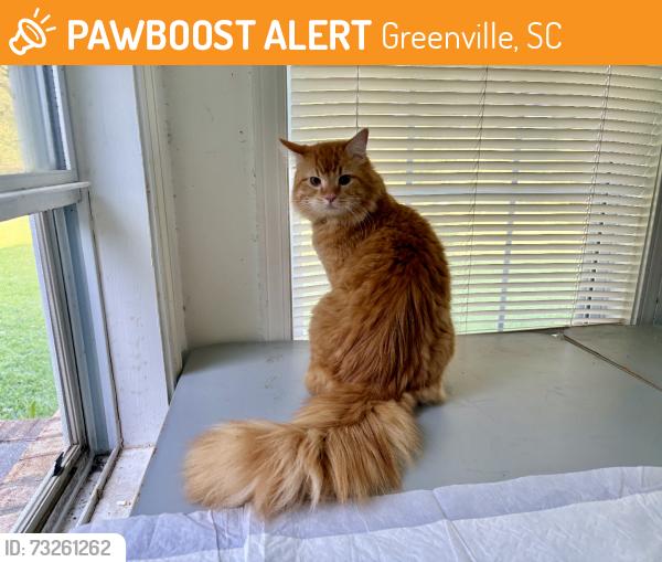 Found/Stray Unknown Cat last seen Near dumpsters at Augusta Road Apartments (no pets allowed there), Greenville, SC 29605