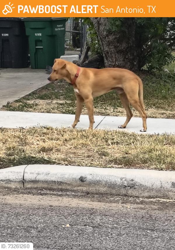Found/Stray Male Dog last seen Drake & Marlay, San Antonio, TX 78204