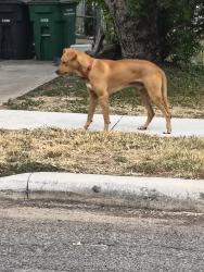 Found/Stray Male Dog last seen Drake & Marlay, San Antonio, TX 78204