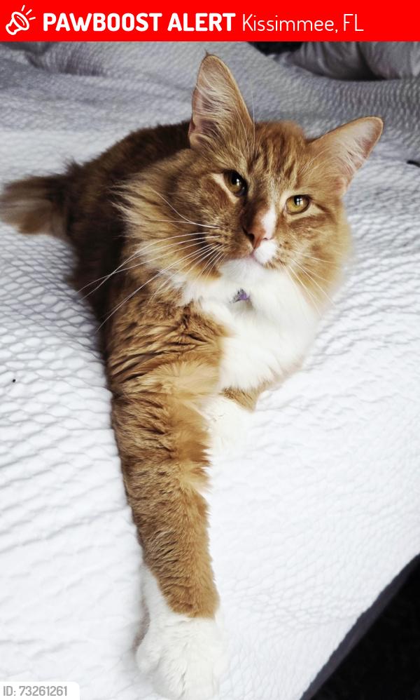 Lost Male Cat last seen Near & the rock church, Kissimmee, FL 34744