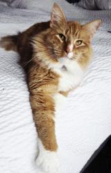 Lost Male Cat last seen Near & the rock church, Kissimmee, FL 34744