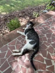 Found/Stray Male Cat last seen Cheryl Dr, Kernersville, NC 27284