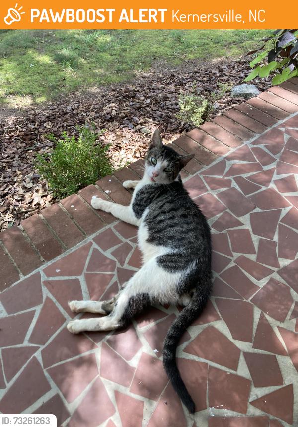 Found/Stray Male Cat last seen Cheryl Dr, Kernersville, NC 27284
