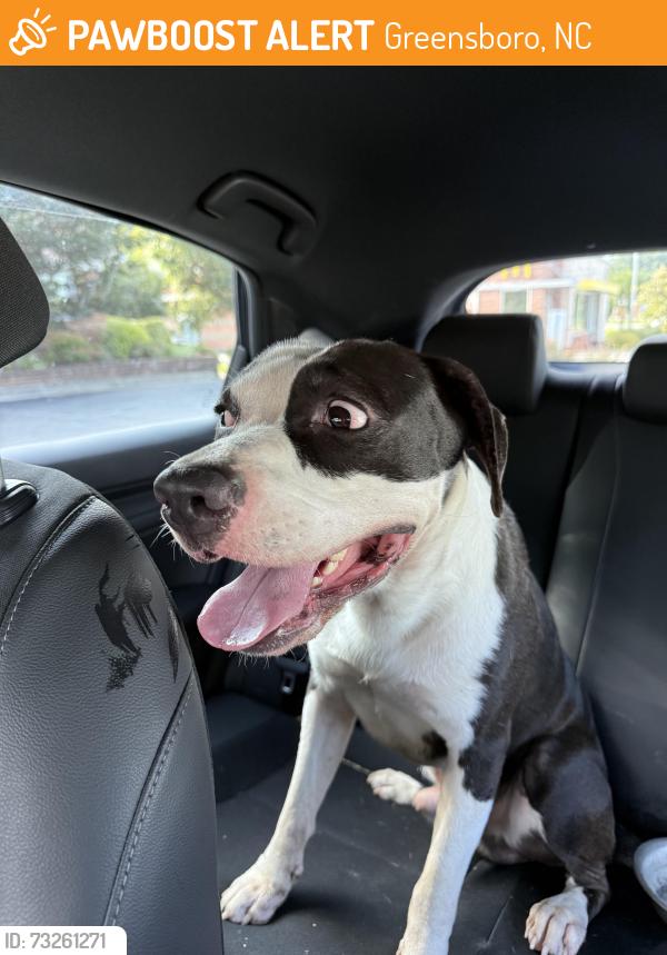 Found/Stray Male Dog last seen Old oak ridge road, Greensboro, NC 27410